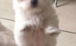 Advert Description : my beautiful Maltese she is a family pet and dad is registered. all healthy and happy.She has beautiful characters and are puppy pad trained now at 5 weeks.full vet check,first vaccination, pet identity microchip, 4 weeks free