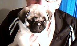 PUG MALE PUPPY BORN&nbsp;MAY 27/2014 READY FOR SALE ON AUG/1/2014 VERY CUTE PUG MALE PUPPY&nbsp;&nbsp; CASH ONLY PLEASE CALL 719-593-2030