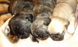 pug/hotdog mix { munchkin pugs} with pug smush face look more like full pug dad who is brindel ...puppies&nbsp;are dewormed .Please serious people only ..pictures were just taken {the camera time is wrong on pics i never adjusted the date and time when i