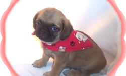 This baby boy will make you smile. He is so sweet and gentle. He loves to cuddle. He is a Pug and a Pekingese mix.He comes with his first series of shots, wormings and a Vet Health Certificate. He also comes with a complete puppy packet that includes a