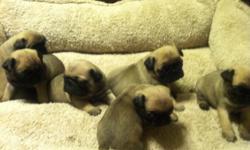 FAWN TAN PUG ONLY 4 WEEKS OLD&nbsp; BORN&nbsp; SETP 17 -2014 AND WILL BE READY NOV 12- 2014&nbsp; WILL GET FIRST SET OF SHOTS AND WORMED AT MY VET&nbsp;&nbsp; BOTH PARENTS LIVE WITH ME AT HOME&nbsp;&nbsp; MOTHER IS 12lbs DAD IS 17lbs&nbsp;&nbsp; GREAT