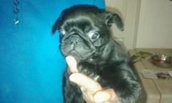 CKC Registered PUG PUPPIES Black and Fawns (two different litters) . They are eight weeks old. Have 1st shots, vet.health certs.They have a ton of Personality. Family raised with a lot of love and attention. Will sell to good homes only. Parents on