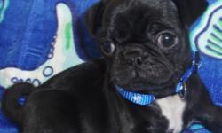Cliffer is just the sweetest little fellow you will even meet! He is full of love. Cliffer is always ready to you give pug puppy kisses and ready to play. You will fall in love with him the moment you meet him! He loves to play with toys. When he is all