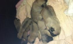 Pug puppies for sale! ~ $750.00~CKC registered. Fawn colored. We have 6 puppies (3 lil boys & 3 lil girls) that will be ready for their new homes around February 9, 2014. Puppies were born 12/15/13 and will be 8 weeks old on the 9th. ?Puppies will come