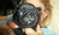 CUTE RARE BLACK PUG PUPS 2 females 2 males and 1 fawn pup male ready to go june 30th reg. with papers and shots vet. checked shadowbennyjames@yahoo.com ph. 315-534-9349