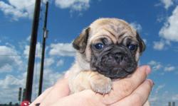 Mans best blend in designer dogs. The chug is not a purebred dog, it's a cross between the Chihuahua and the Pug breeds. If you're not familiar with the chug breed yet, you will be soon. Today, this is one of the most highly demanded breeds.
Because of