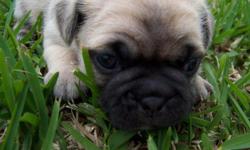 If you love Pugs you will fall in love with a Chug. One of the most adorable blend in Designer dogs. They will come with papers, shots and vet checked before leaving my home.
Chugs are cross between a pug and Chihuahua they are one of the most highly