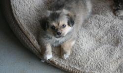 Pom, Terrier, chihuahua mix puppies, These puppies are now 6 months old. All females.