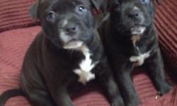3 girls born April 13 2014 Ready for new home today! Plz email me if interested Thank you lauradeluca689@gmail.com