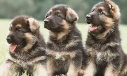 For Sale
Beautiful German Shepherd Puppies
We are looking for great homes for our purebred Shepherd puppies. Both parents are stunning; and on site. Parents are wonderful family/guard dogs, good with children, and the best family pets. Serious buyers