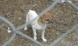 Tri color Jack Russel Terriers 2 males parents on site they are 4 months old