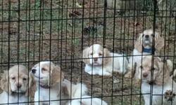 Cocker spaniel puppies for sale. 11 weeks old. Very cute and sweet. They still have their tails.