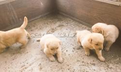 Golden retrievers puppies, going to be 2 months old. Very smart, playful puppies, and loving.&nbsp;They are ready to go to their new homes! Two girl puppies left