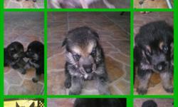 BEAUTIFUL GERMAN SHEPARD, 3 MALE AND&nbsp;1 FEMALE , BORN JULY 8, READY FOR NEW HOUSE
VERY GOOD WITH CHILDREN AND OTHER.
