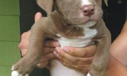 American / Blue Nose Pit Bull Puppies 7 weeks old
Your Choice From a Litter of 8 Pups
$150 obo
Call 916-583-0417