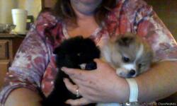 2 BEAUTIFUL,PLAYFUL 7 WEEK OLD C.K.C PAPERED POMERANIANS,1 MALE AND 1 FEMALE READY FOR FOREVER HOMES IN 1 WEEK.I WILL GIVE THEM THERE 1 SET OF SHOTS WHEN THERE 8 WEEKS OLD.FEMALE IS WHITE WITH BROWN PATCHES AND THE MALE IS ALL&nbsp; BLACK.SWEET