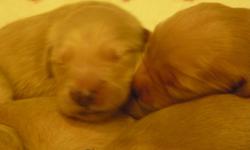 3 males and 1 females will send pictures upon request born 01/13/2011 reserve yours now email dawno101@q.com or call 971-533-5574