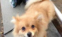 I am unfortunately looking to sell my pure bred, male Pomeranian Teddy. Teddy is one year old and is a very active and intelligent dog. I have had Teddy since July 2012. I am having to get rid of Teddy because due to my work hours I am rarely home to