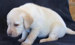 AKC registered purebred yellow female lab puppy. She'll be ready for a new home March 18th.&nbsp; All of our puppies will be vet checked, 1st series of shots given, wormed, dew claws removed, and given a health guarantee before they leave for new homes.
