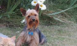 Pure Breed , ACA registered , Yorkshire Terrier male ( proven stud ) for sale. he is a very good stud, He made beautiful and healthy puppies and also he is awesome pet. he is about 7 lb. If you have any questions please call me or text at 503-200-0050.