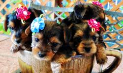 Pure Breed Yorkshire Terrier Puppies available right now for sale. Males is $800 and female $900. Puppies were born Dec 30, 2013 and will be ready Feb, 24 2014. . Accepting deposits now and we can hold puppy for you. Dew claws, tails, first shots and