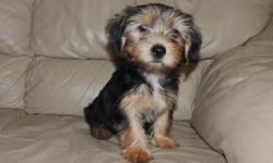 Pure Breed, 9 weeks old, AKC, Yorkshire Terrier puppy, female, available for sale. AKC Registration and Three Generation Pedigree available with additional fee. Dewclaws and tail have been done, first shots, de-wormed twice and potty pad trained. Well