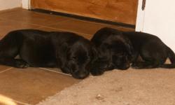 I have five 8 wk. old lab puppies who are in need of a loving home. They have their first round of shots and de-worming done. There are 2 black females, 1 yellow male, 1 yellow female and 1 chocolate female. They are super cute and very ready to meet