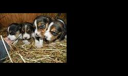 3 males & 3 females ready Sept 29th. come pick out yours today. colors are black, brown & white, beautiful markings, hunting parents on site.