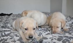 We have 7 male yellow lab puppies ready for adoption from a litter of 9. They will be 8 weeks old and ready to go home on August 25th. &nbsp;Lacey (Dam) is a yellow lab who is an incredibly playful dog, great with kids, obedient, intense drive, focus, and
