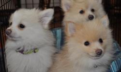 1 white and 1 sable colored pomeranian pups born the end of January. Both are male puppies and AKC registered.