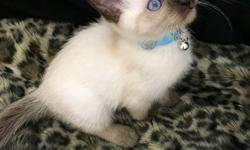 We have both male and female purebred Seal Point Siamese kittens available!&nbsp;
They just turned 8 weeks old and have been litter trained for almost a month. They are very playful, affectionate, and quite talkative. They have been socialized from early