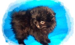 Solid Black Toy Pomeranian Puppy ! Purebred Boy, 10 weeks old. He should be about 6lbs full grown with a huge fluffy coat.&nbsp; Both parents are here to see. Only $400 . The Pomeranian is a proud, lively little dog. Intelligent, eager to learn and very