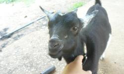 This cute little goat is just like a pet. She gets along great with the dogs too! She is very sweet and friendly. 4 months old. Asking $80 OBO