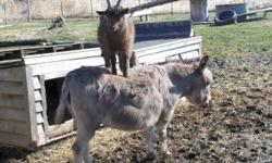 I have a young, male pygmy goat about 1 year old for sale to a good home only. He is brown and very social. He gets along well with other goats and donkeys. He is not neutered. He is very active and needs a home that would provide more socialization.