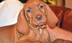 Vizsla Hungarian Rebel Rouser AKC Puppies! M & F. Ready June 10, 2011. Includes limited AKC registration, tails & dewclaws removed, dewormed, 1st shots, 1 yr health guarantee, toy, collar, blanket (smells like Mom & littermates), and well-fed, well-loved,
