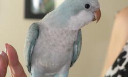 BLUE CINNAMON QUAKER&nbsp; Hatch Date: 5/10/14.&nbsp; Weaned and ready to go to a loving home.&nbsp; We do not ship.