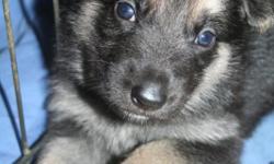 Only two black and tan GSDs left. Quality AKC German Shepherd Puppy born 9-18-2010. Ready to go new home 11/13/2010.Puppies born and raised in our home, never in a kennel.Puppy comes with AKC papers, 4 vet checks- we emphasize health, dewormed, 1st round