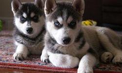 hey are family raised and loved , has already the typical wonderful playful husky attitude . They will be a great family dog . They come with first set of shots and are dewormed . People who know this breed always say , once a husky always a husky