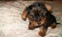 Alex and Gina are 2 month old Yorkie.They are&nbsp; filled with energy, love and attention, attention and care that I can no longer provide. I'm a mother of three children and no husband . My intention was to keep Alex along with his mom and dad but they