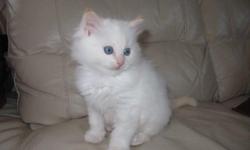 &nbsp;
&nbsp;I have 5 beautiful Ragdoll kittens looking for their new home, they are 8 weeks old. I have 4 Boys and 1 girl. The boys are 400 an girl 450. They are 100% purebred ragdolls with fantasitic blue eye colour and lovely temperament. They will