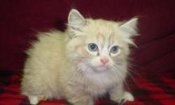 RAGDOLL kittens in several colors. champion lines currently showing and winning. pet kittens available $400. will meet at elizabethtown cfa cat show may 21 or you are welcome to come meet the gang. more pictures available..