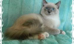 Ragdoll Rare Blue Mink Male 1-1/2 year old hes got white Mittens hes TICA registered (papers not included as hes being sold as a neutered pet)
The price of $250 includes his Neuter, respritory vaccine, worming. NO DECLAWING,AND INDOOR ONLY HOME, we dont