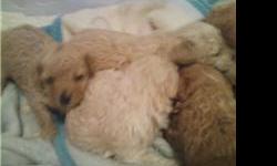 VERY LOVABLE TOY POODLE PUPPIES, CHAMPAGNE COLOR, 1 MALE, DOCKED TAIL, AND READY TO GO TO HIS NEW HOME, PRICE NEGOTIABLE, PLEASE CALL FOR MORE INFORMATION, PARENTS ON PREMISES, (4 TO 6 lbs. full grown ) 951-489-7119 any time.