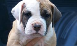 Alapaha Blue Blood Bulldog pups . WWKC registered with 1st shots and worming and health certified. Beautiful markings and a wonderfull all around loyal family dog to own.4F/1M. go to our site www.coolcountryalapahas.com for more info on their history and