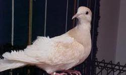 I have some beautifully colored doves that are the rarer mutation colors: Violet Necks; Tangerine Pearl Whitebacks, Ivorys, Silkys, Ashes, Frosty Ash Pearls.&nbsp; Doves range in price from $20-$25 except for the Frosty Ash Pearls and Light Ashes. They