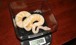 These are 100% het for the Piebald and Albino, There will make any reptils lovers perfect reptiles home
All recessive snakes from me come with documentation to certify genetics with signed photos .Genetics guaranteed! Email for a locking photo.Any