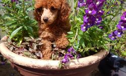 3 Red Miniature Poodles - AKC&nbsp;- 2 females (Large one 1500.00 and small one 1800.00)&nbsp; and 1 male 1200.00&nbsp; Vet checked, first vaccines, dewormed, health certificate.&nbsp; Very loving and social puppies ready for their forever home.&nbsp;