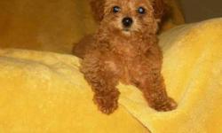 This is Ginger, >  She is a beautiful small Red Poodle> 
She is hypo-allergenic ( does not shed )
Mother 6 lbs, and Dad 4 lbs.
DOB 3-7-11
CKC registered
Puppy shots, worming
Should be around 5 - 6 Lbs grown.
warranty and FREE PUPPY KIT
$500.