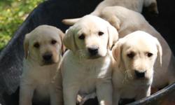 **ONLY ONE MALE LEFT - GET YOURS BEFORE THEY ARE GONE**
Ten weeks old and ready to go to your home, AKC registered Yellow Lab puppies. Located near Mountain Grove, Missouri. Reduced - $250 each.
Only ONE (1) awesome male puppy left for adoption. Call
