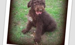 What a way to ring in Spring - with a new puppy!!! I have a large male standard poodle puppy. He is at the age now where is a lanky puppy, but will start filling out nicely. He is chocolate with some white on his chest. He is SUPER friendly and LOVES to